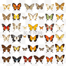 泰国发现的白色背景蝴蝶上有多种