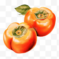 柿子水果水彩食物插画