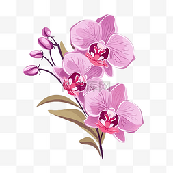 紫色扁平植物图片_扁平风格美丽的兰花，粉红色和紫