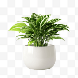 室内植物花盆