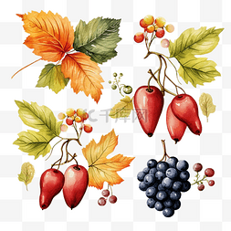 感恩节水彩元素水果浆果和树叶