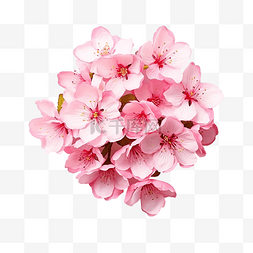 日本樱花花