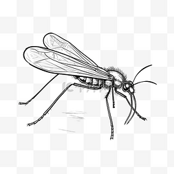 翼手图片_昆虫蚊子涂鸦