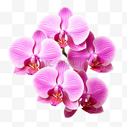 蝴蝶粉色背景图片_用剪切路径隔离的粉红色蝴蝶兰花