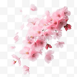 粉色的樱桃图片_飞舞的樱花花瓣