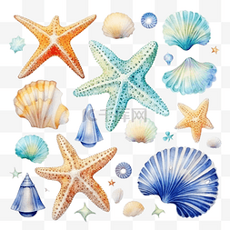 手绘的贝壳图片_水彩套贝壳海马海星气泡