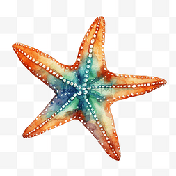 叶子海洋图片_海星水彩海洋动物剪贴画