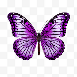 紫色蝴蝶与线条