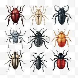 涂鸦蜘蛛图片_可怕而逼真的彩色手绘甲虫和蜘蛛
