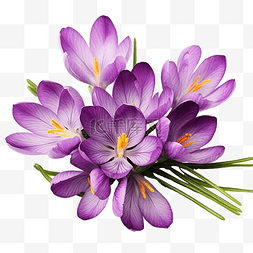 番红花花春天紫色藏红花