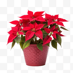 足底图片_圣诞星植物一品红大戟 pulcherrima 