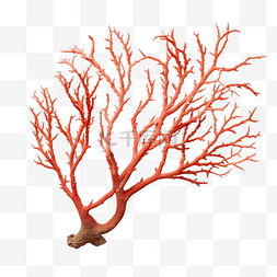 水下植物珊瑚枝