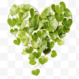 绿色心形叶肉质霍亚花卉植物PNG文