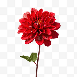 草本植物红花图片_带芽的装饰红花