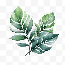 桉树素材图片_热带绿叶水彩插图