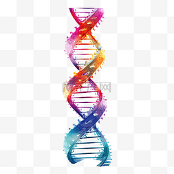 染色体dna图片_DNA基因组