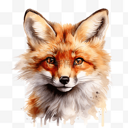 狡猾的图片_可爱的狐狸肖像水彩