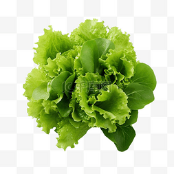 沙排图片_生菜 绿叶蔬菜 健康沙拉