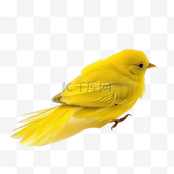 黄色羽毛的鸟