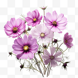 粉色花瓣草地图片_紫色花园宇宙