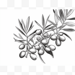 黑白相间的橄榄枝插画
