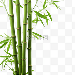 草树背景图片_竹树 薄竹植物
