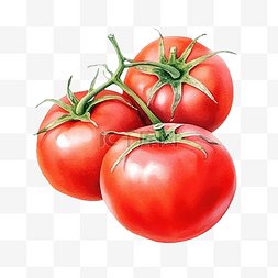 植物番茄图片_水彩番茄蔬菜