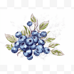 蓝莓在白色背景上的水彩画或作为