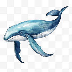 动物剪贴画图片_鲸鱼水彩海洋动物剪贴画