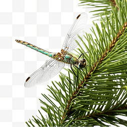 一只蜻蜓坐在圣诞树的绿色树枝上