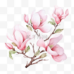 水彩粉色盛开的玉兰花和树枝元素
