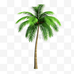 夏威夷海图片_棕榈椰子树 3d 模型