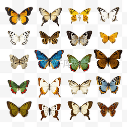 泰国发现的白色背景蝴蝶上有多种
