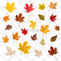 秋天的叶子图片_树叶飘落 秋天在召唤