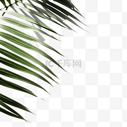 叠加曲线图片_模糊的棕榈叶阴影叠加