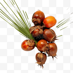 混合莓水果图片_槟榔科棕榈果中的livistona spiosa