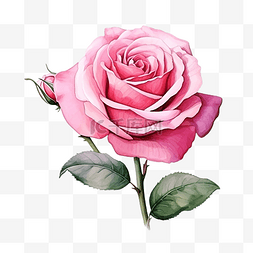 粉红玫瑰花绘图插图