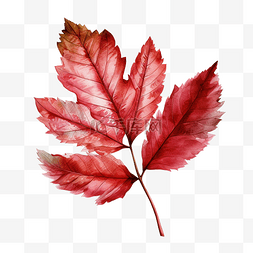 红树叶水彩插图