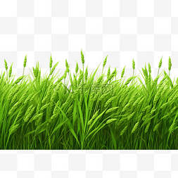 绿色稻田背景图片_绿色稻田隔离png文件
