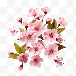 花朵透明背景图片_粉红色的花朵和叶子