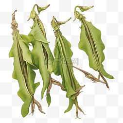 年轻的翅豆 Psophocarpus tetragonolobus 