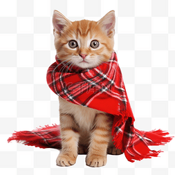圣诞宠物衣服图片_有趣顽皮的小猫戴着红围巾，看着