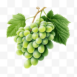 绿葡萄图片_水彩绿葡萄