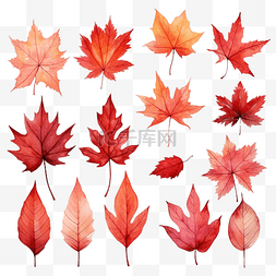 叶子背景纹理图片_一套植物红秋叶感恩节水彩