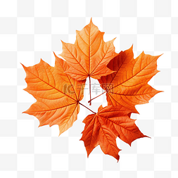 秋天的3树叶图片_橙色的秋叶