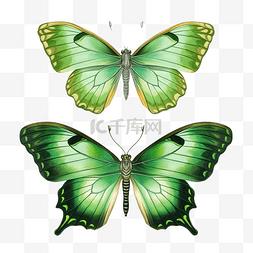 绿色蝴蝶背景图片_绘制两只绿色蝴蝶昆虫集合