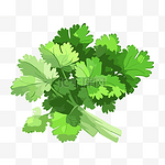 香菜剪贴画新鲜绿色香菜与叶子孤立插图卡通 向量