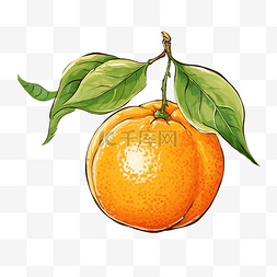 半片橙图片_孤立的橙色绘图