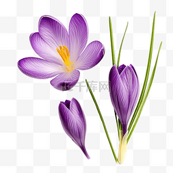 番红花花 第一个春天盛开的紫色