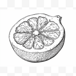 以草图格式绘制的一半柑橘类水果